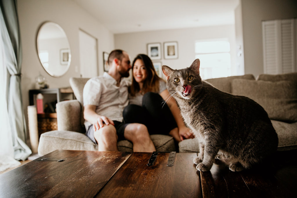 Couple's engagement photos in their home of chicago with their cat